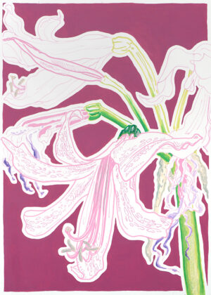 Nerine