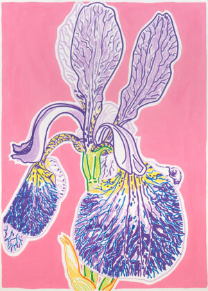 Iris