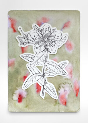 Aquarell - Echtes Johanneskraut