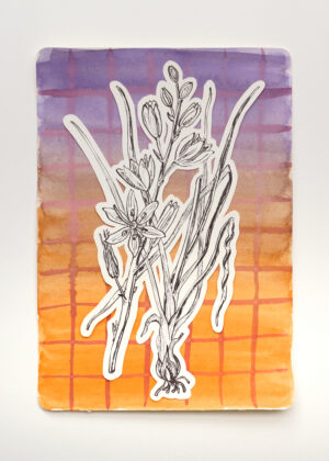 Aquarell - Astlose Graslilie