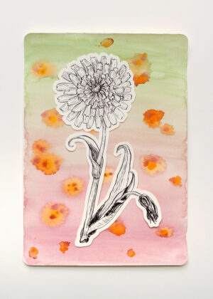 Aquarell - Wiesen-Bocksbart
